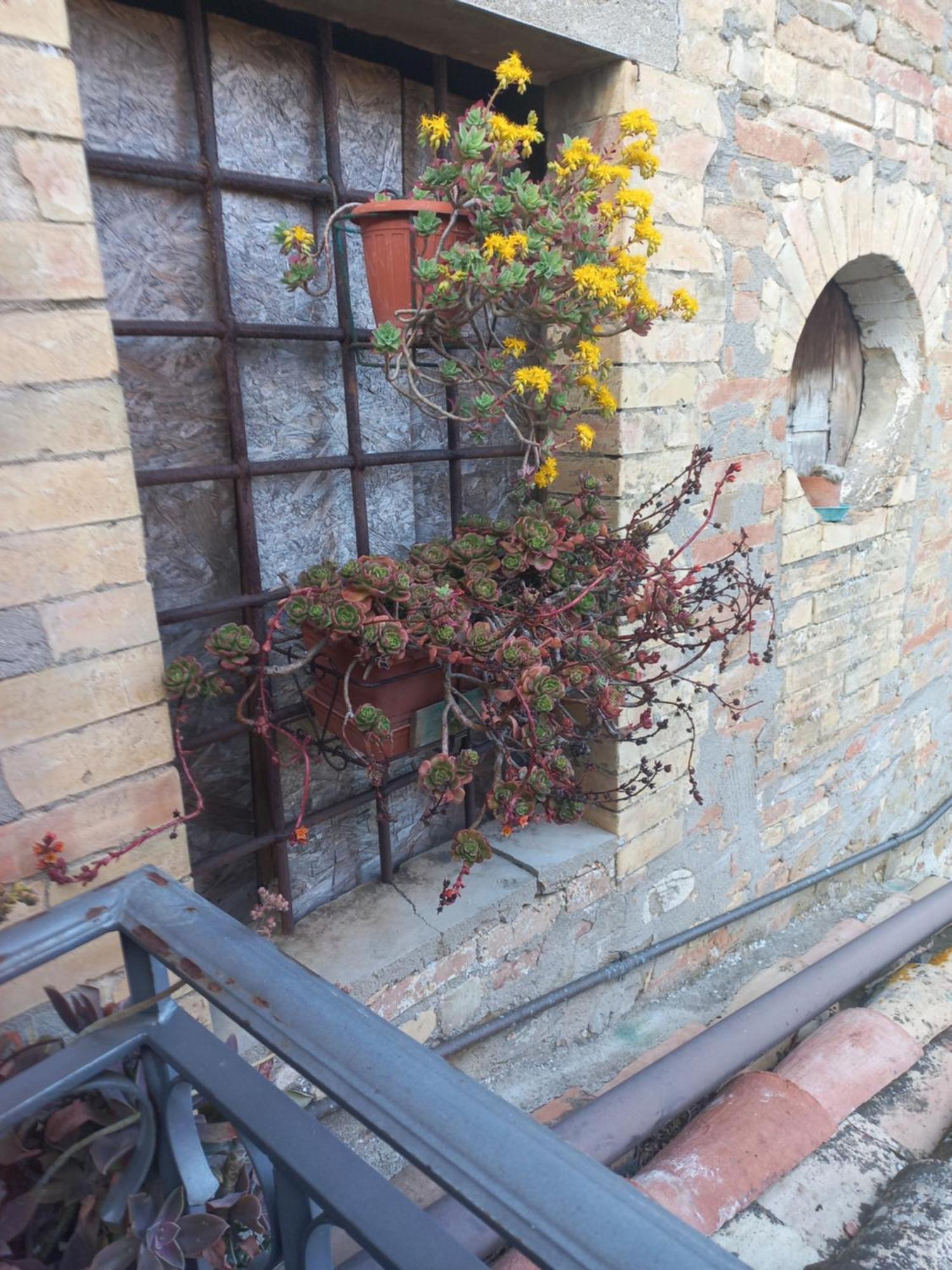 Fattoria Di Rigone Villa Coltavolino Eksteriør billede