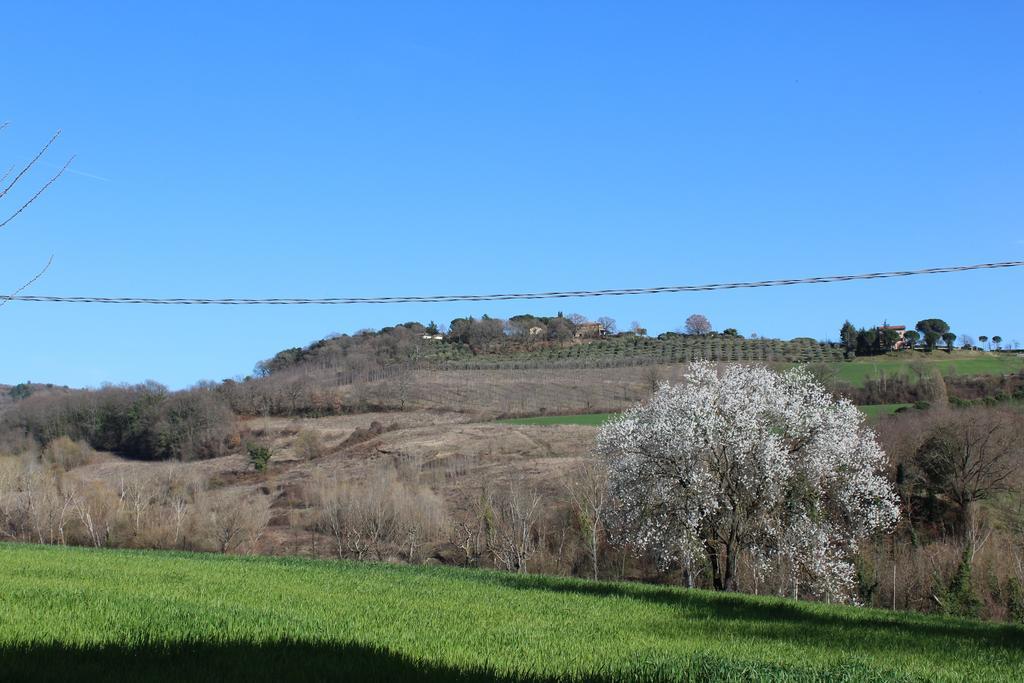 Fattoria Di Rigone Villa Coltavolino Eksteriør billede