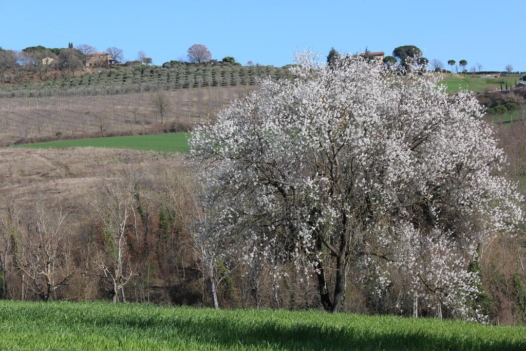 Fattoria Di Rigone Villa Coltavolino Eksteriør billede
