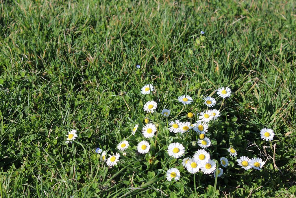 Fattoria Di Rigone Villa Coltavolino Eksteriør billede