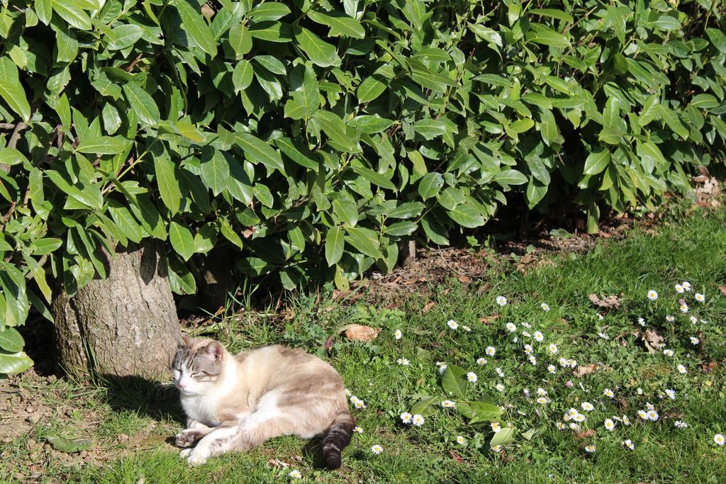 Fattoria Di Rigone Villa Coltavolino Eksteriør billede